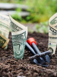 dollar bills planted in soil